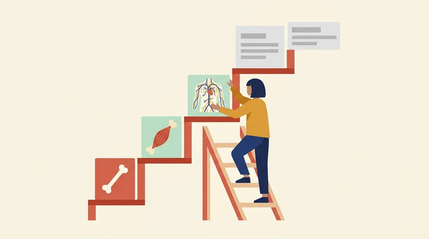 Anatomy Flash Cards: What Order to Learn Them